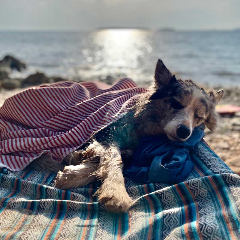 Ein müder Hund ist ein glücklicher Hund