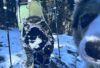 Winterwander mit Hund und Grödel