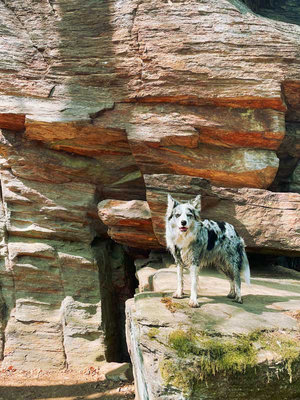 Arizona Hund