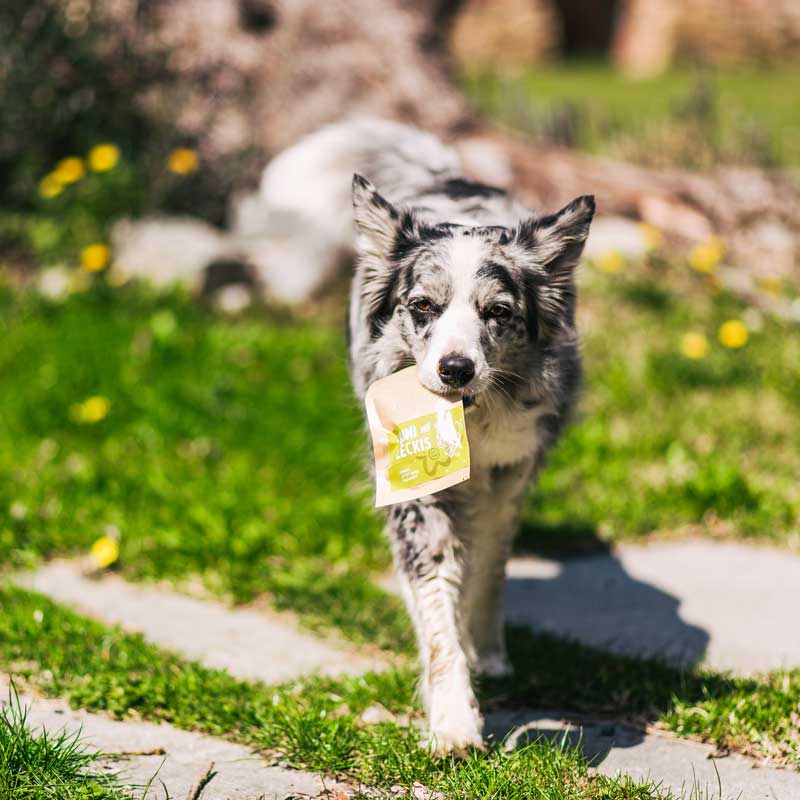 Frohe Ostern – euch und euren Hunden