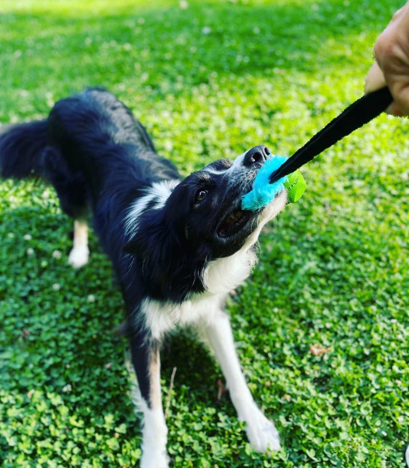 Handgemachtes Hundespielzeug – WÜFF | Zerrspiel mit Hund