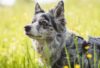 Hundeshop aus Österreich – Border Collie Elli