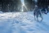 Winterzeit: Wenn Hunde frieren