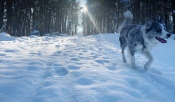 Kälte und Schnee: Gefahr für den Hund?